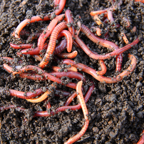 Worms, 1lb Container